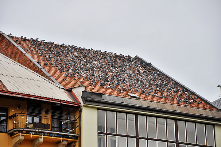 A2B Pest Control are able to install spikes to deter birds from roofs in Elm Park. 