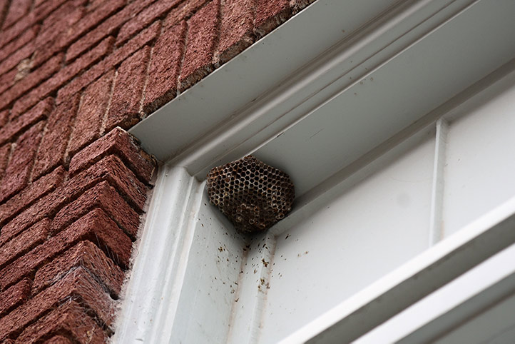 We provide a wasp nest removal service for domestic and commercial properties in Elm Park.